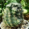 Pediocactus_ despainii _SB1014_ (ownroots)_ 01